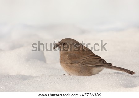 Dark-eyed junco (Junco hyemalis) standing in the snow with a seed in its beak