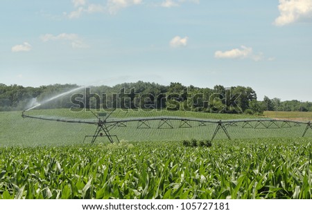 Irrigation system spraying water on a corn crop