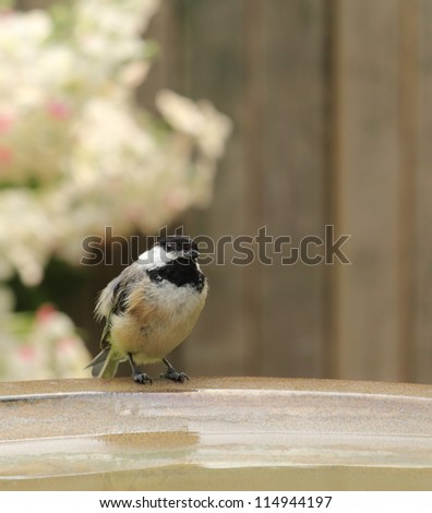 Black-capped chickadee, Poecile atricapilla, perched on side of bird bath