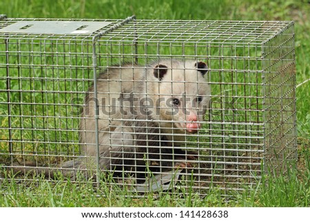 Virginia opossum, Didelphis virginiana, in an animal trap