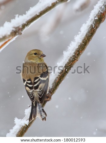 Similar – Image, Stock Photo Goldfinch in winter