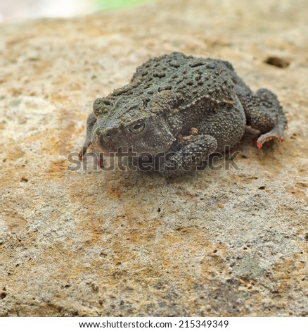 American toad, Anaxyrus americanus, on a rock