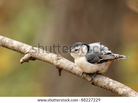 Similar – Image, Stock Photo Ruffled Nuthatch