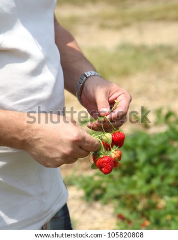 Man hand picking first ripe strawberry