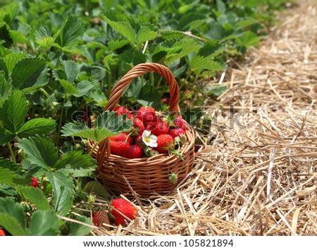 Strawberries in a basket in the strawberry field