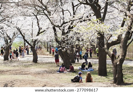 TORONTO - Spring cherry blossoms in High Park on May, 8, 2015. The Sakura trees blossoms are a major tourist attraction and attract thousands of visitors every spring.
