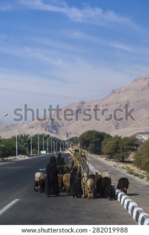 LUXOR/EGYPT 5TH DECEMBER 2007 - Female shepherds on a road near Luxor, Egypt