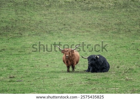 Similar – Image, Stock Photo Highland cattle grazing in field in countryside