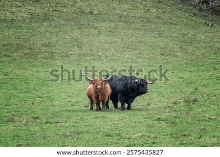 Similar – Image, Stock Photo Highland cattle grazing in field in countryside