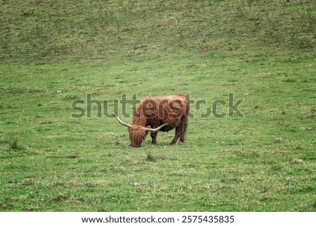 Similar – Image, Stock Photo Highland cattle grazing in field in countryside