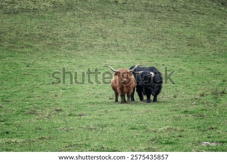 Similar – Image, Stock Photo Highland cattle grazing in field in countryside