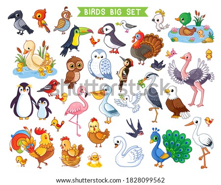 Big vector set with birds in cartoon style. Vector collection with birds in children's style on a white background.

