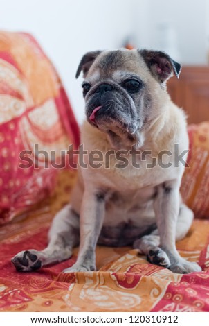 Cute old pug dog on a sofa