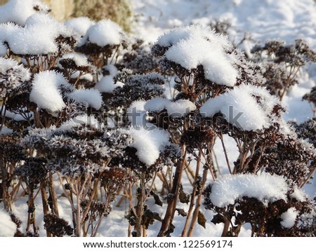 Stonecrop with snow and ice crystals, sedum, wall pepper, Crassulaceae, Sempervivoideae, snow over plant,