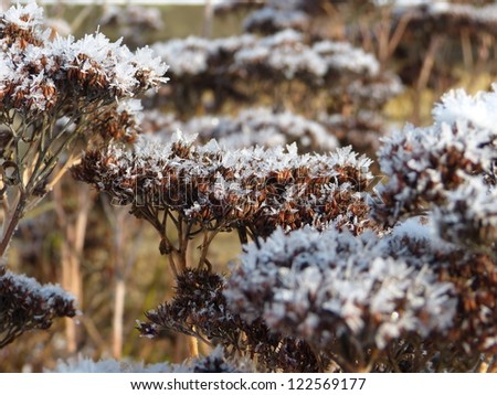Stonecrop with snow and ice crystals, sedum, wall pepper, Crassulaceae, Sempervivoideae, snow over plant,