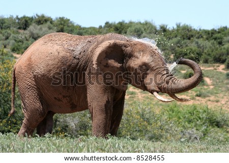 An African Elephant spraying water out of its trunk onto its head to cool down
