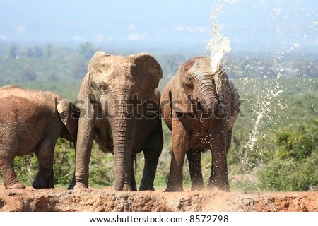 African elephants spraying water to cool down