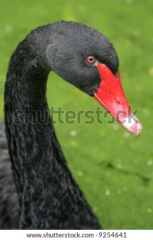 Portrait of a beautiful black swan with a red beak against a green background
