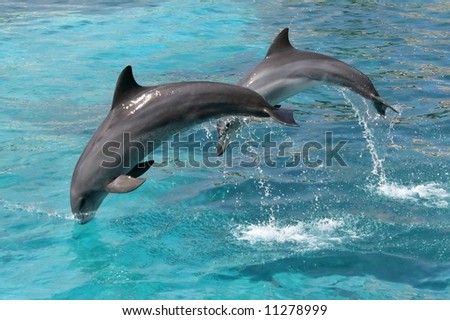 Bottlenose dolphins jumping out of the blue water