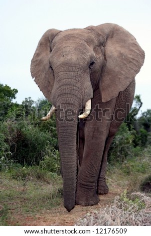 Portrait of large African Elephant with long trunk and big tusks
