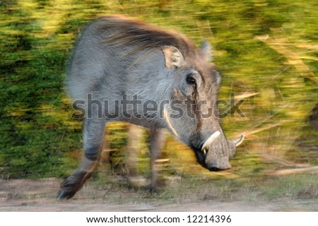 Angry warthog with large tusks on the move