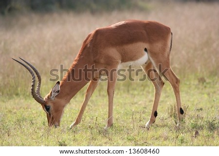 Impala antelope ram with large curved horns grazing on the african grassland