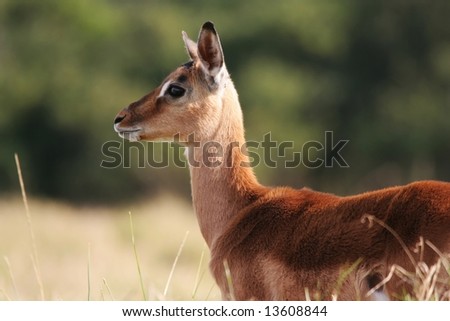 An alert young Impala antelope on the African grassland
