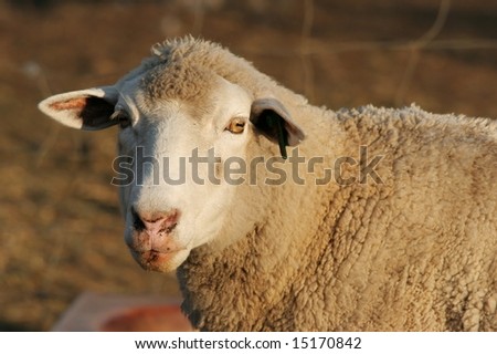 Marino ewe sheep looking at the camera