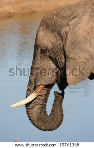Large male African Elephant with a wet trunk after drinking water