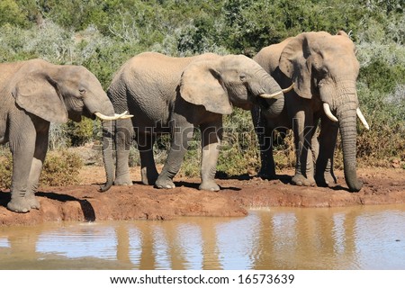 Three large African elephant bulls at a water hole