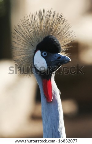 Portrait of a beautiful Crowned Crane with striking feathers