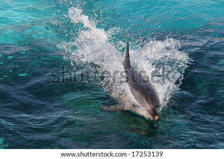 Dolphin swimming fast and breaking the surface of the water