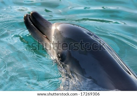 Beautiful dolphin with the sun shining off it\' smooth skin