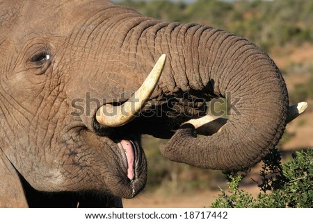 Large male African elephant with it's pink tongue showing