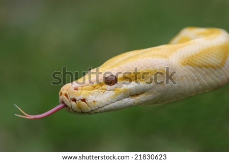 Close up of a albino Burmese python with it\'s pink tongue showing