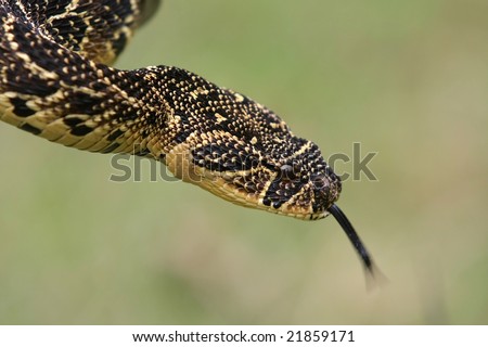 Poisonous puffadder snake from South Africa with darting tongue