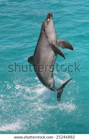 Bottlenose dolphing jumping out of the blue water and showing tongue