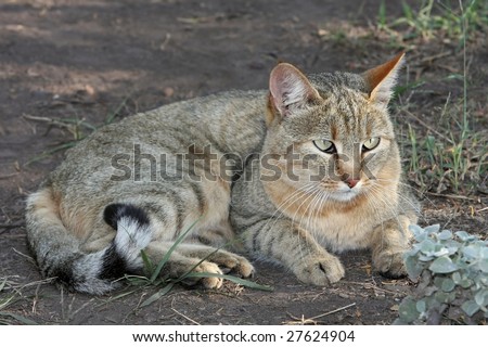 African Wild Cat, many domestic cats decend from this wild cat