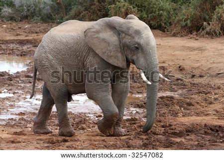 Big African elephant walking with muddy feet