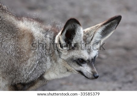 Bat Eared Fox with large ears and alert eyes
