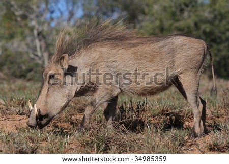 Ugly looking warthog searching for bulbs and tubers to eat