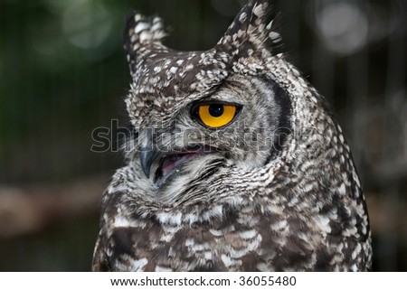 Spotted eagle owl with large round yellow eyes and open beak