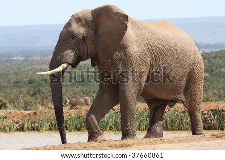 Big African Elephant In Musth With Urine Dripping And Temporal Gland ...