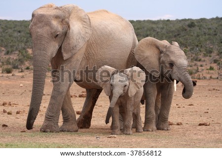 Cute young African elephant with it's mother and sibling