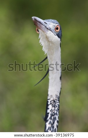 Grey-headed heron with a funny stare while stalking it\'s prey