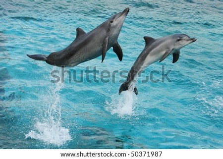 Two dolphins leaping out of the blue water