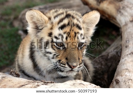Cute baby siberian tiger hiding behind a tree log