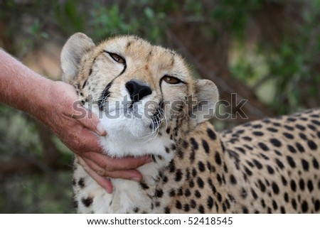 Tame cheetah being petted by it\'s handler
