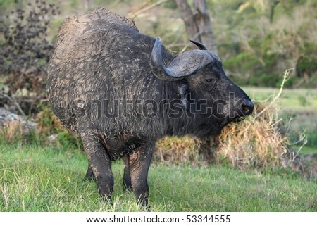 Large male African buffalo with a muddy coat
