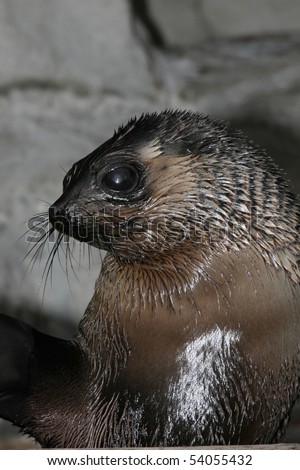 Portrait of a young Cape fur seal with large round eye